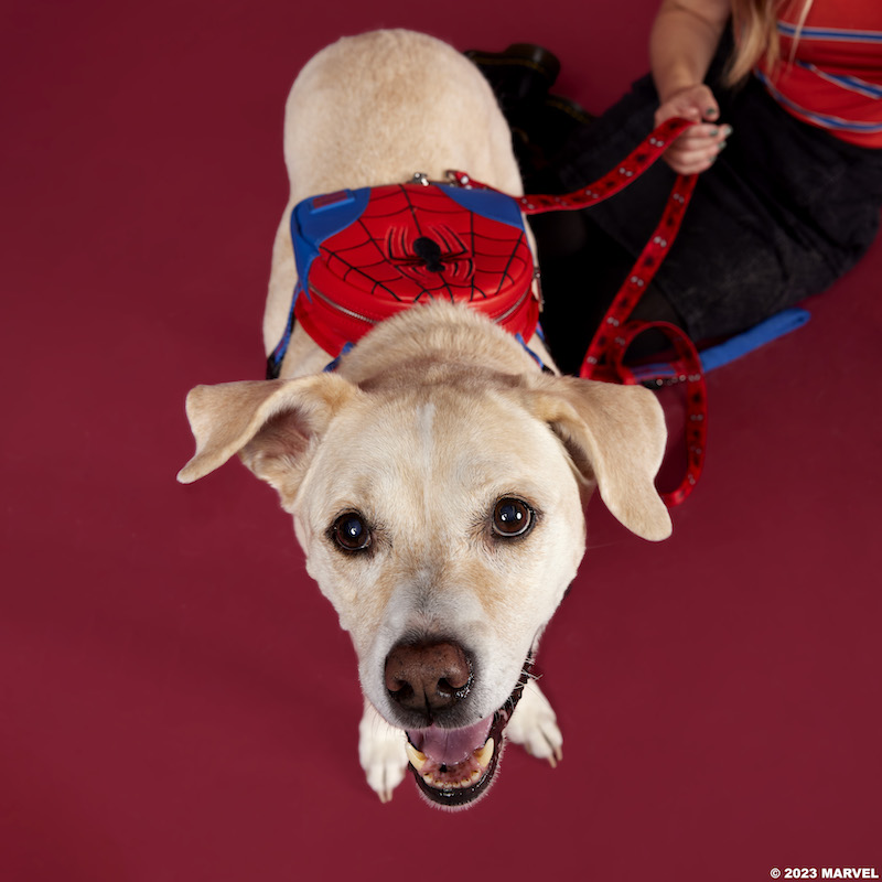 Dog wearing the Spider-Man Mini Backpack Harness against a red background